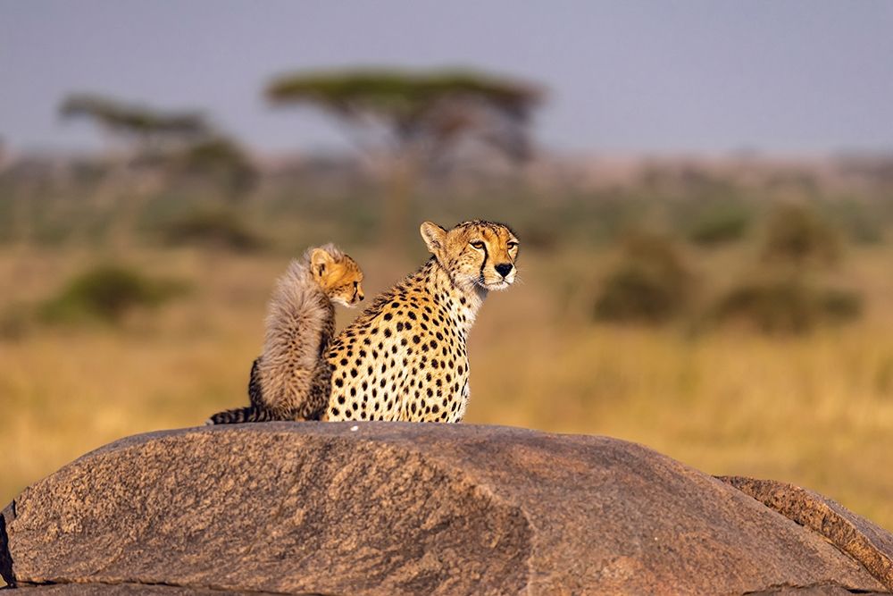 Africa-Tanzania-Serengeti National Park Mother cheetah and baby  art print by Jaynes Gallery for $57.95 CAD